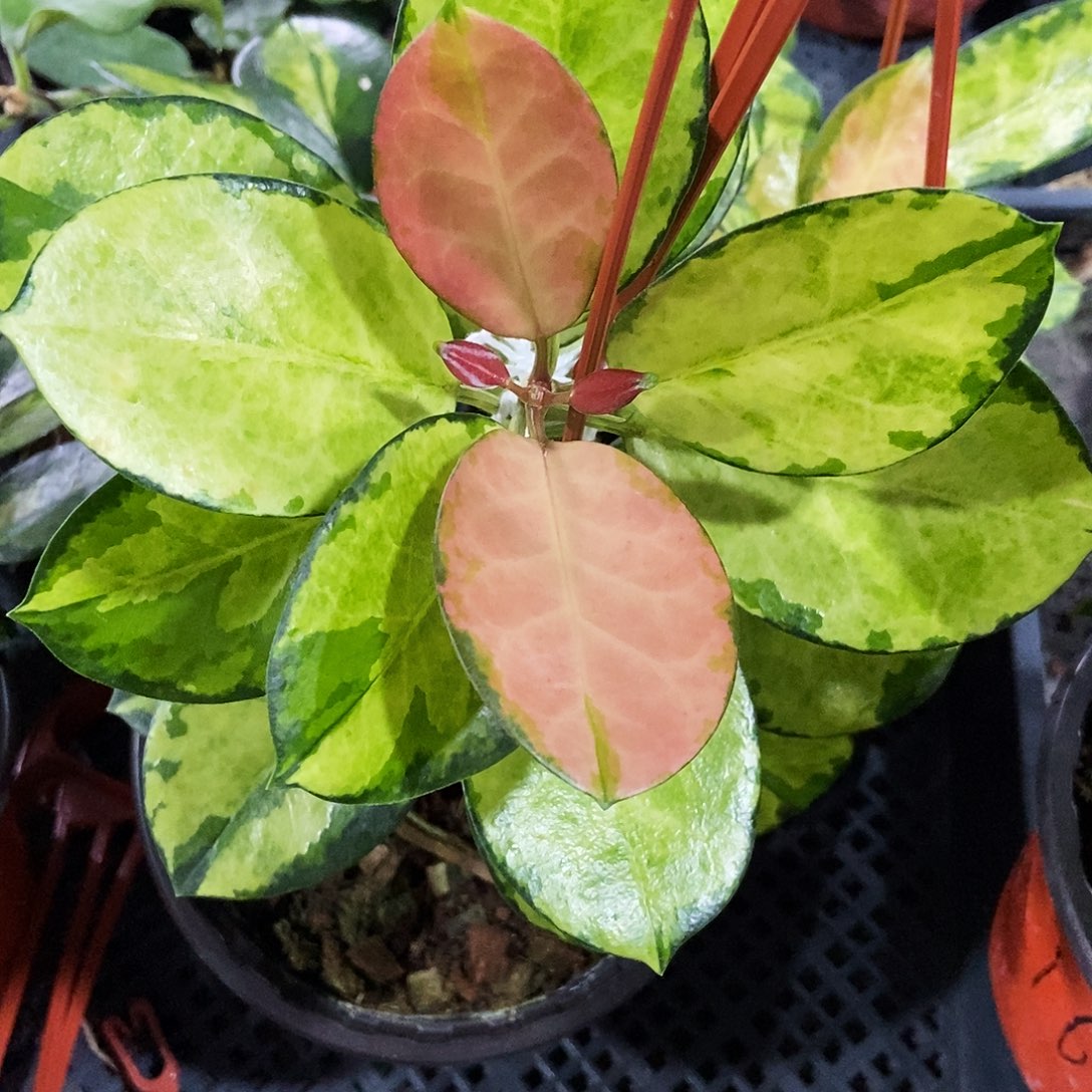 完全开放丽莎球兰199