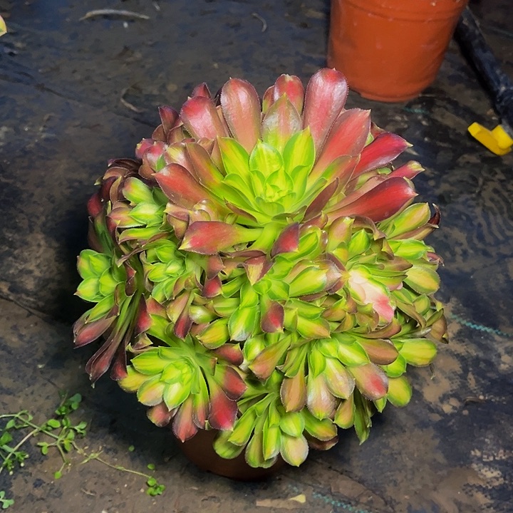 韶华韶华韶华005