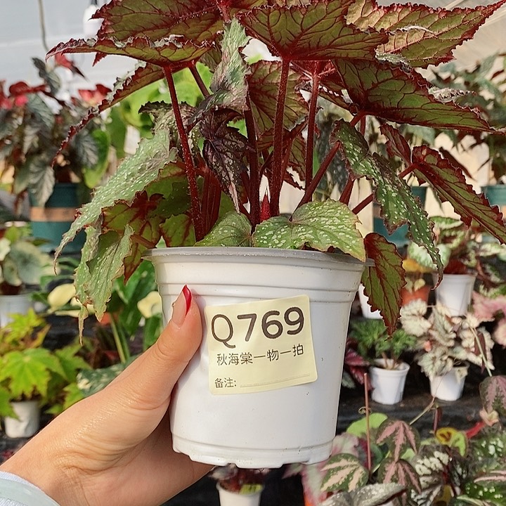 不开花植物希****?秋海棠769