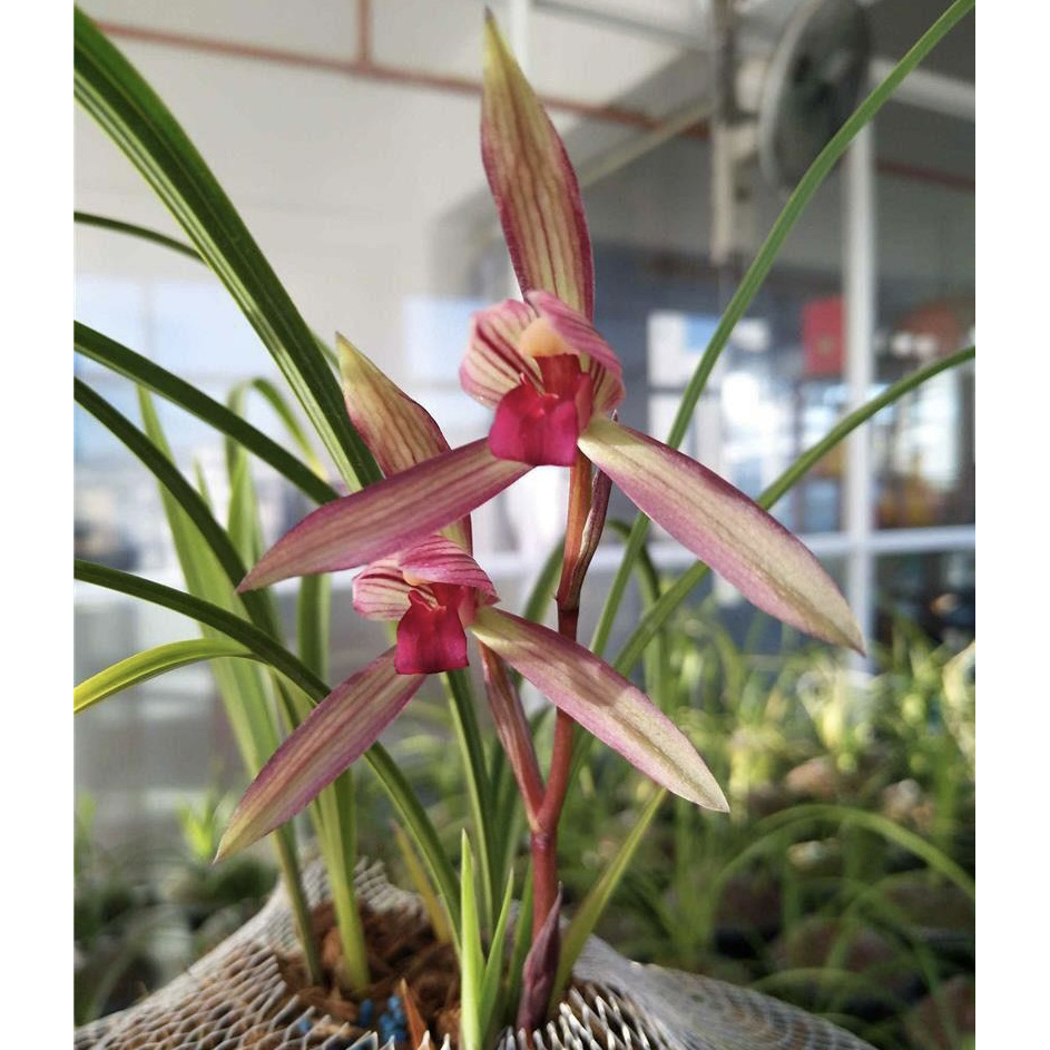 滇红素-春兰组培苗-硬化8个月-连体2苗-人工养殖