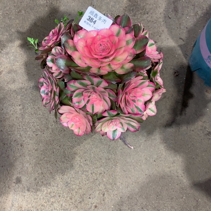 384荔枝多肉植物