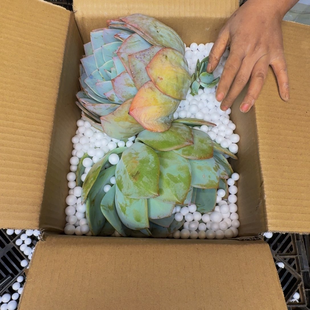 紫***薇血凤 两颗 不包损9705