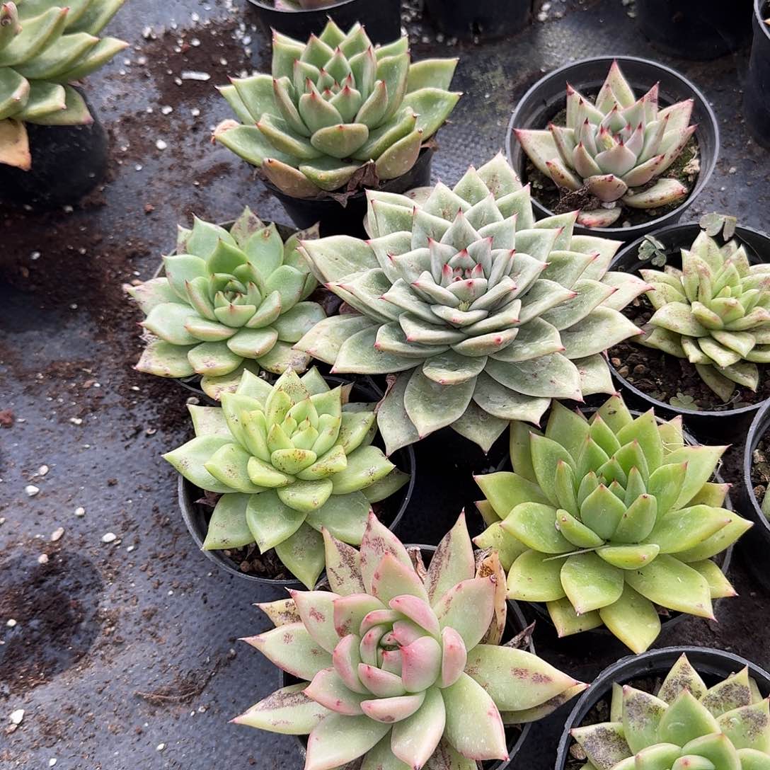 东云十五颗量拍脱土发货2-47左八