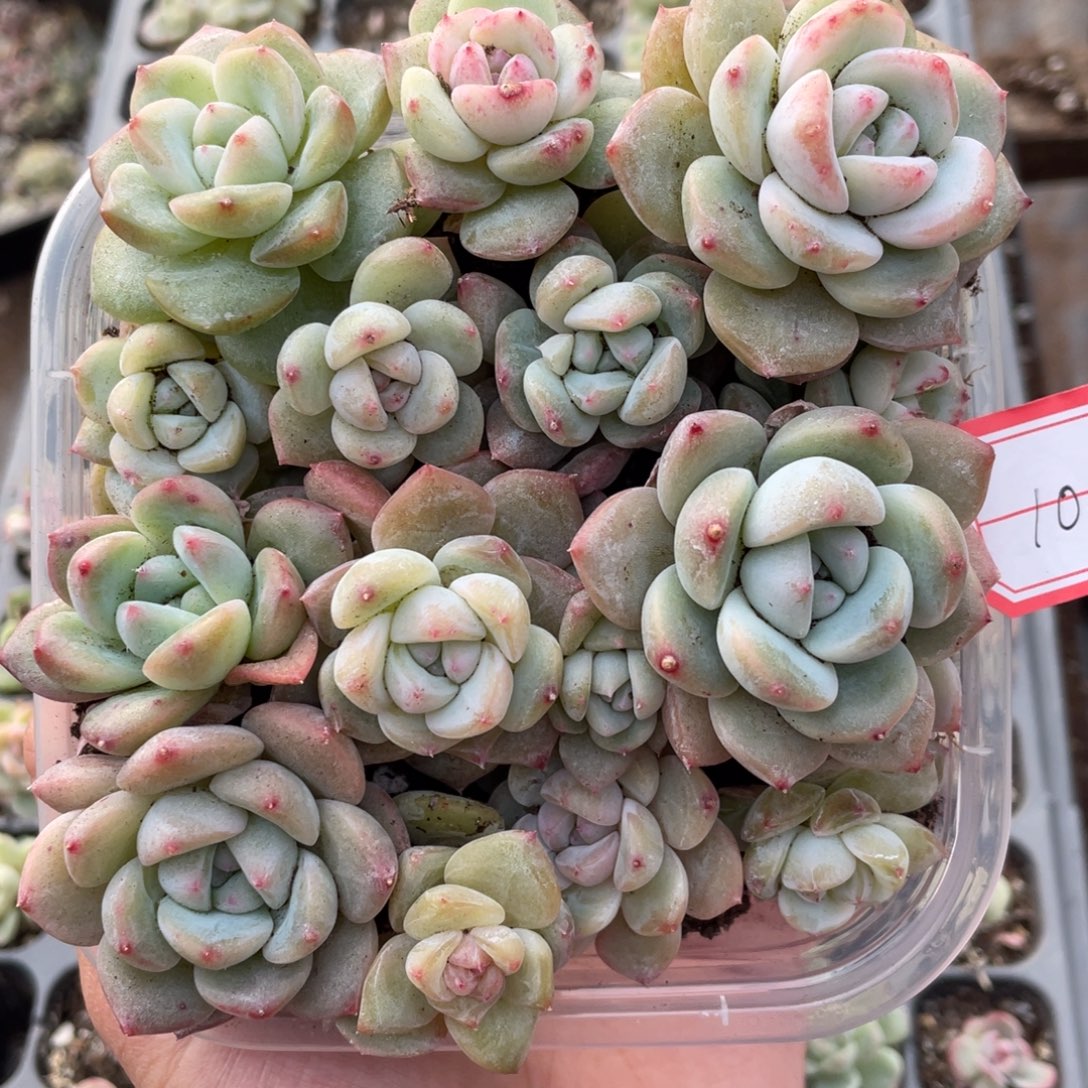 106花朝播种切糕苗苗，圆胖透