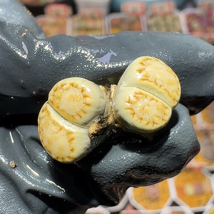 生石花23:：：。  397号