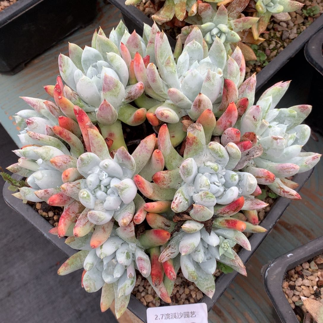 阿金尼009多肉植物