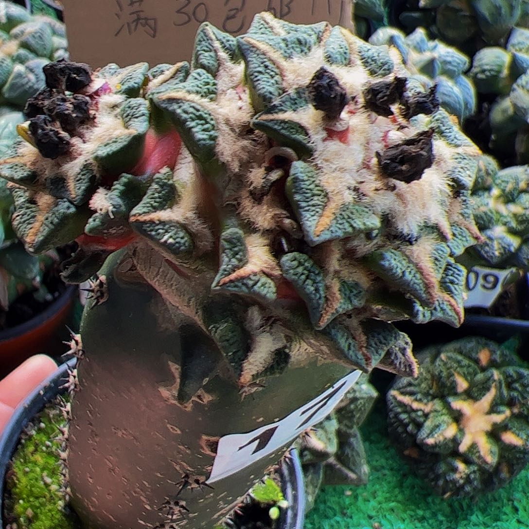 无花朵福利黑牡丹175