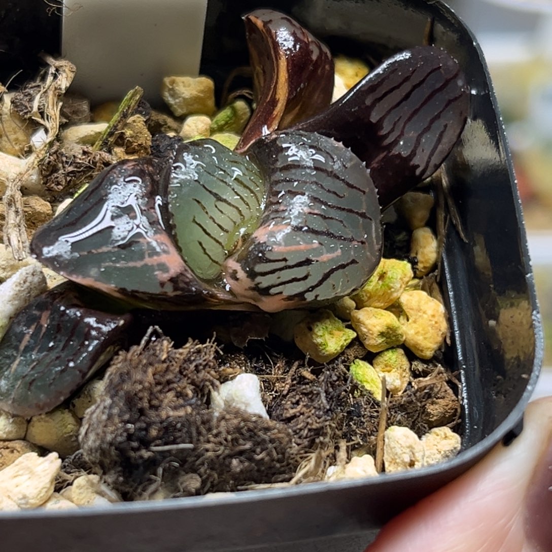 93日月潭寿锦福利专场