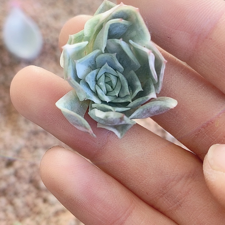 静月一物一拍，静月