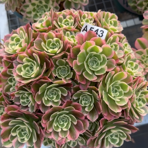 543白凤朵朵25厘米左右