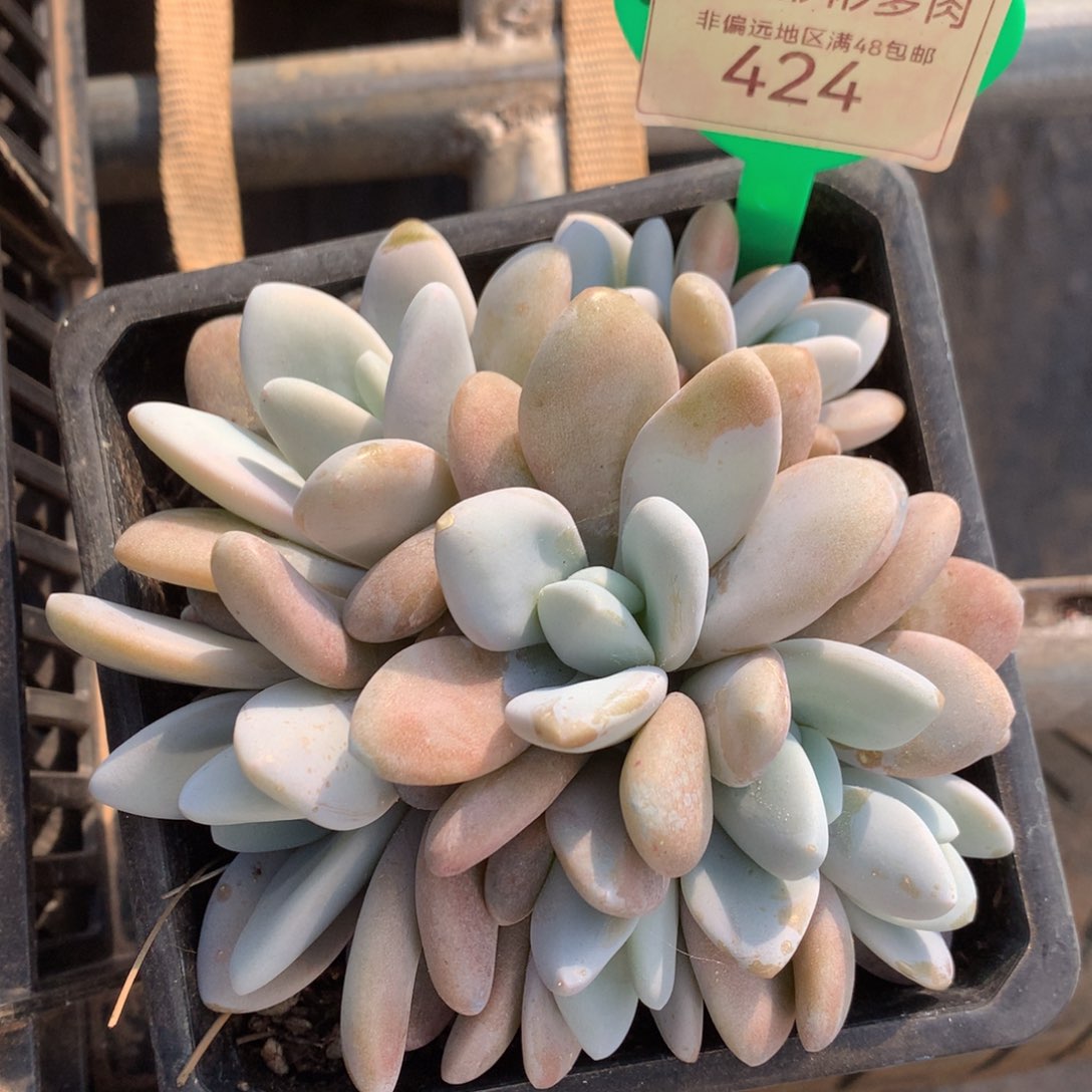 粉兔无砍平头424