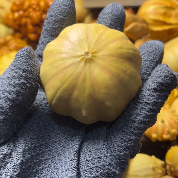 我的墨西哥七彩葫芦