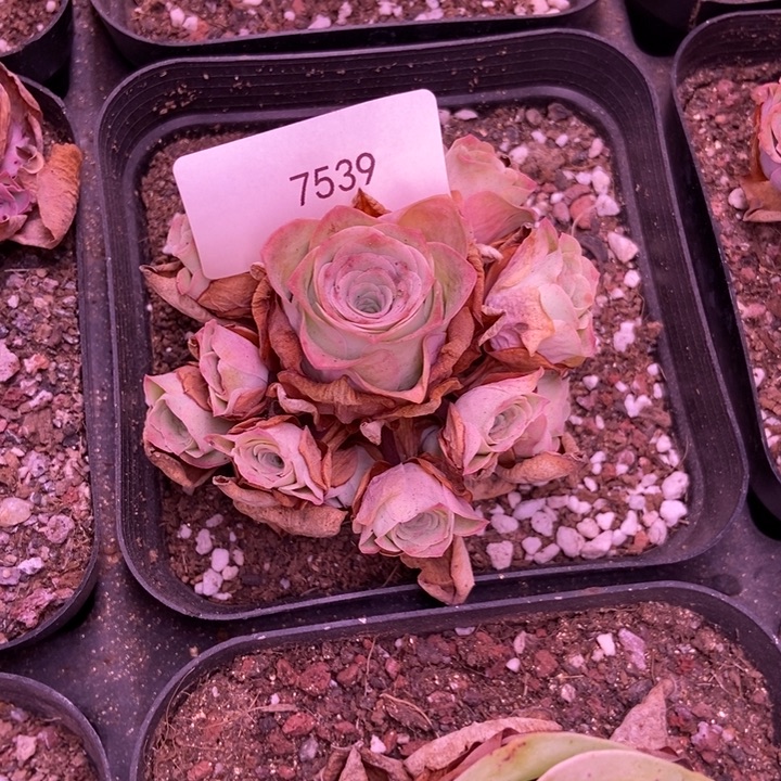 云***燕7539山地玫瑰花群