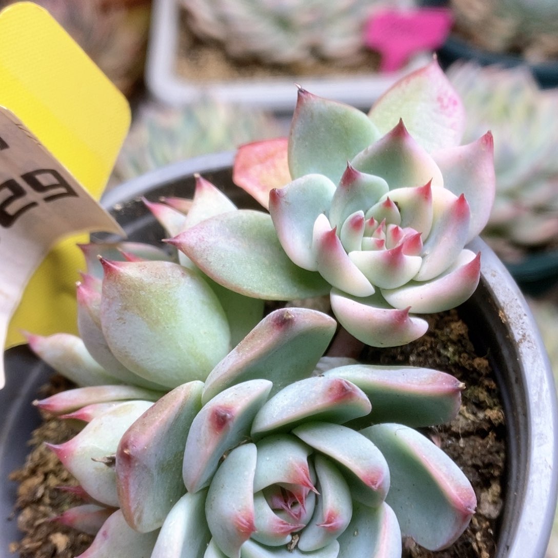 D029锦锦锦锦锦锦锦