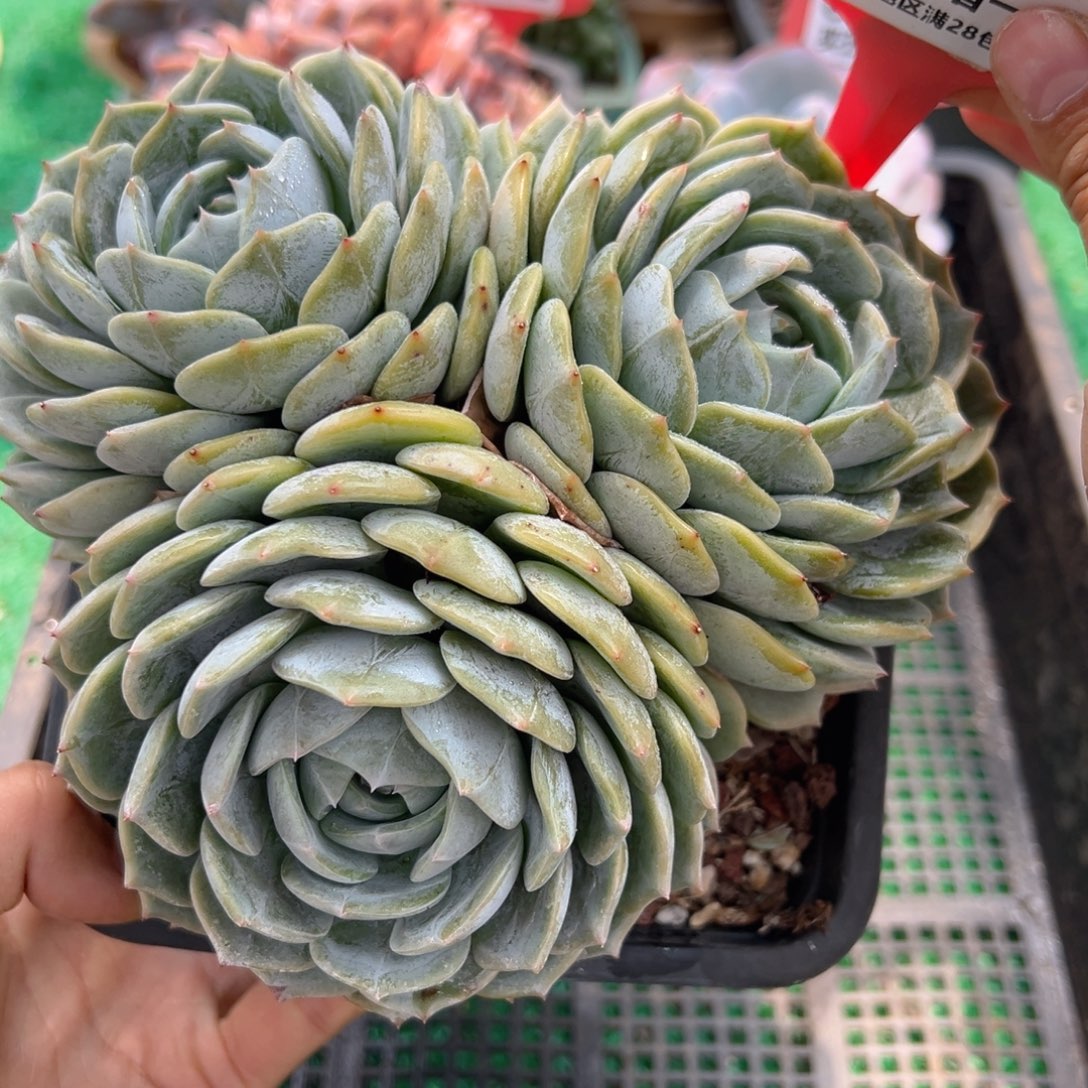 表妹精品多肉植物6025.