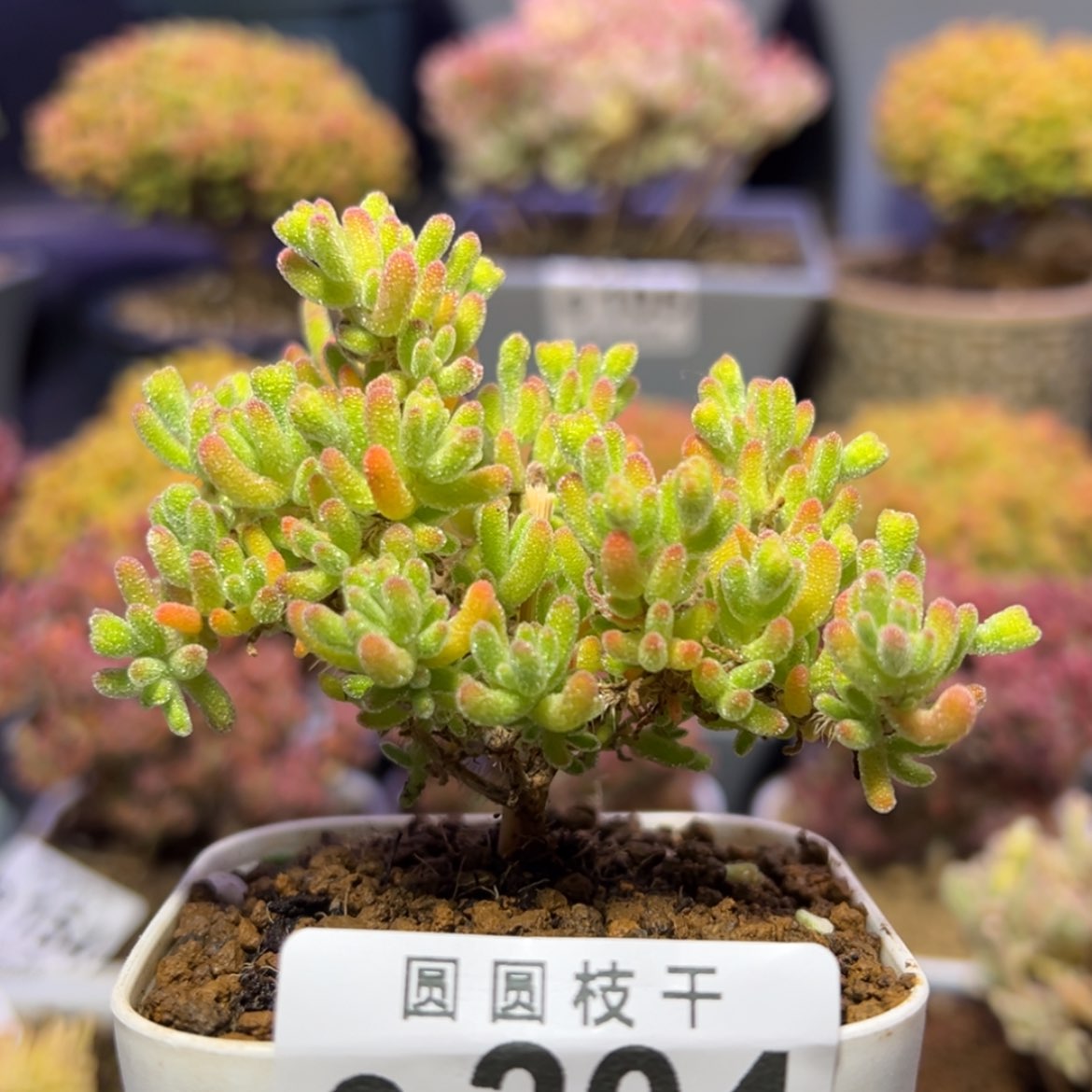 【闪购商品】e204小精控冰川枝干番杏