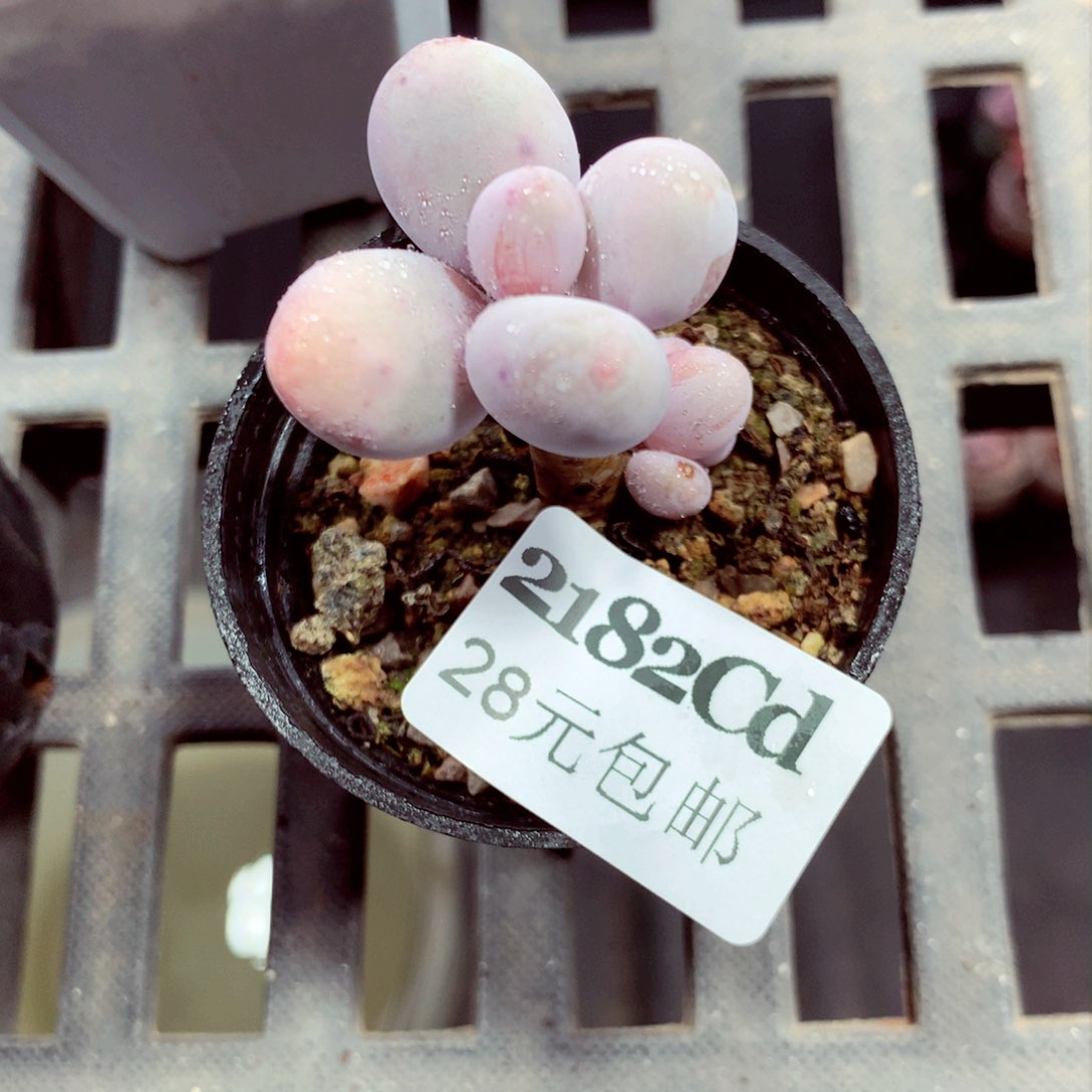 5厘米盆精控多肉2182 