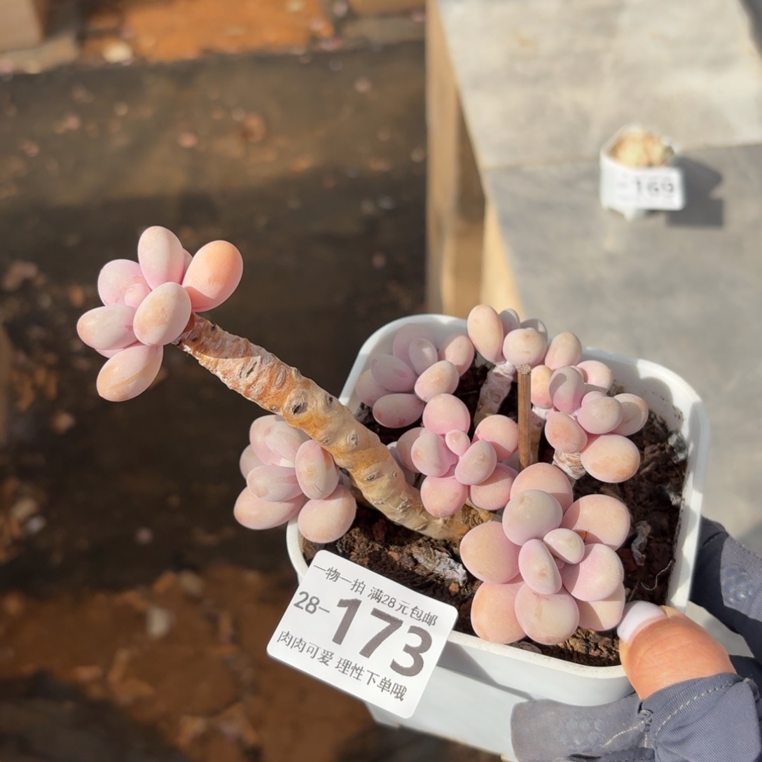 桃蛋无盆土发货无