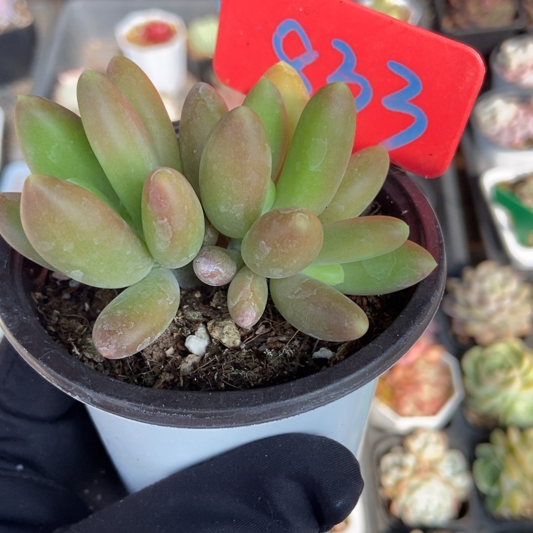 833芒果奶多肉植物保护