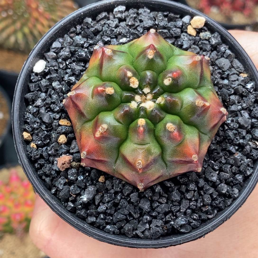 开播福利 米哈仙人球