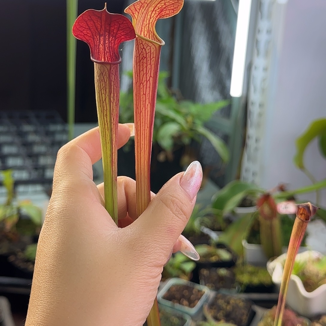 扶***灯全部花朵翼状瓶子草