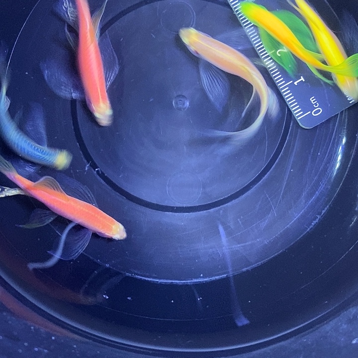 斑马鱼蝶翼斑马4厘米6条