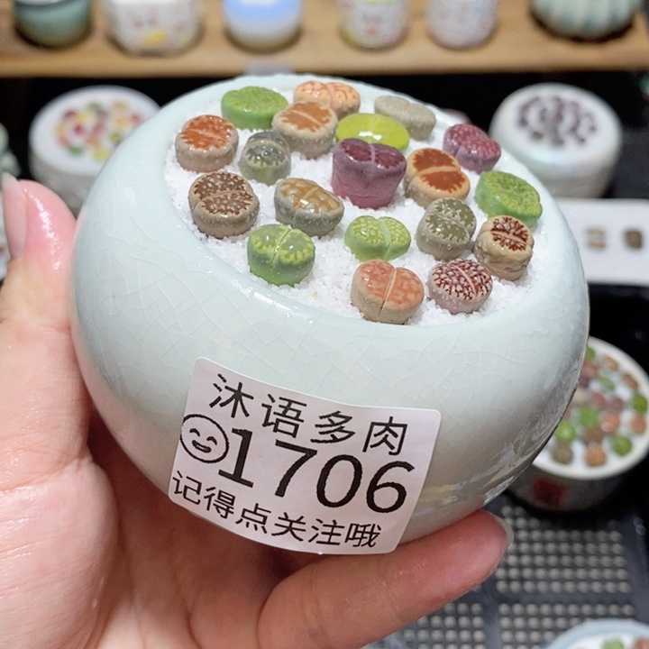 精美盆栽 一物一拍 1706