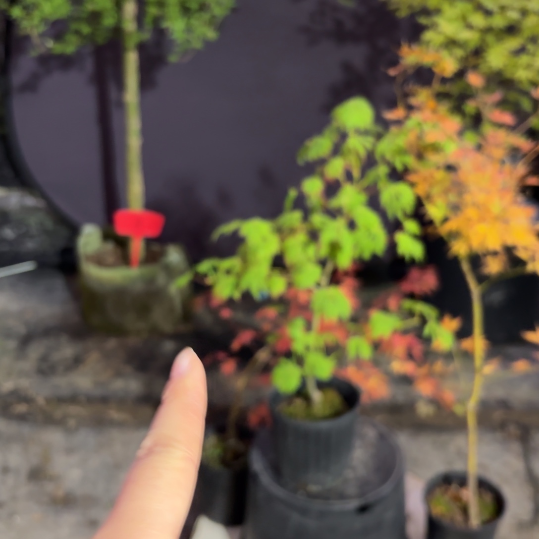 无花朵舞孔雀和流泉