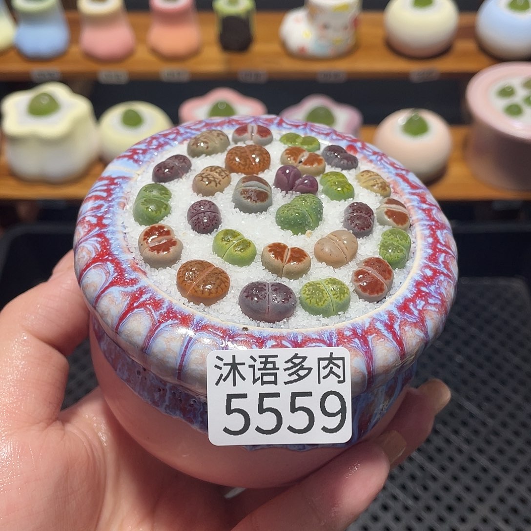 *****带盆土植物 一物一拍5559