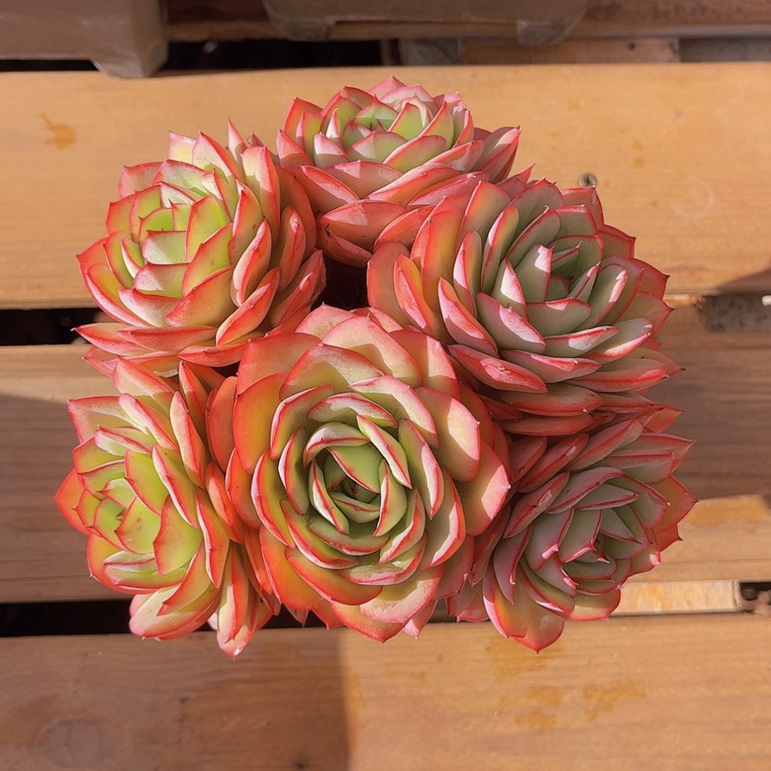 极品牡丹亭老桩多肉