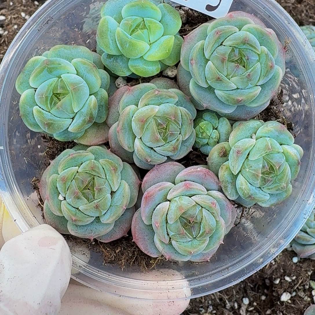 多肉植物多肉植物368