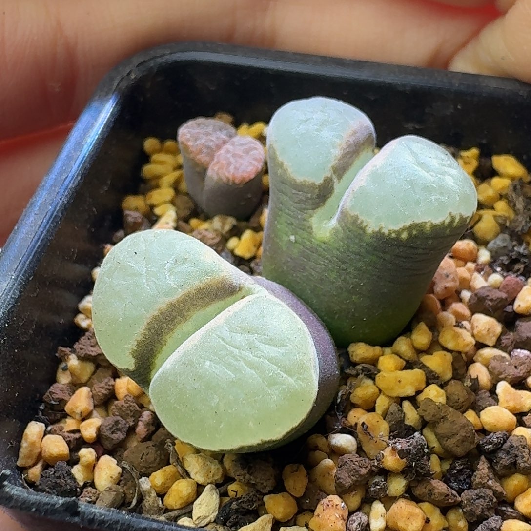 13号双头粉女杂一物一拍