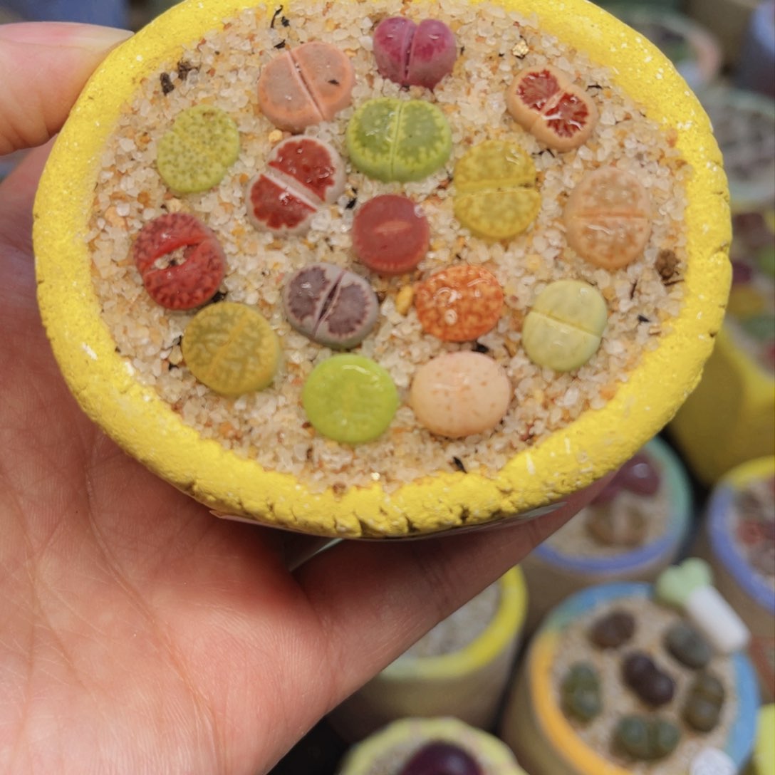 S****a012。88888888558555555555