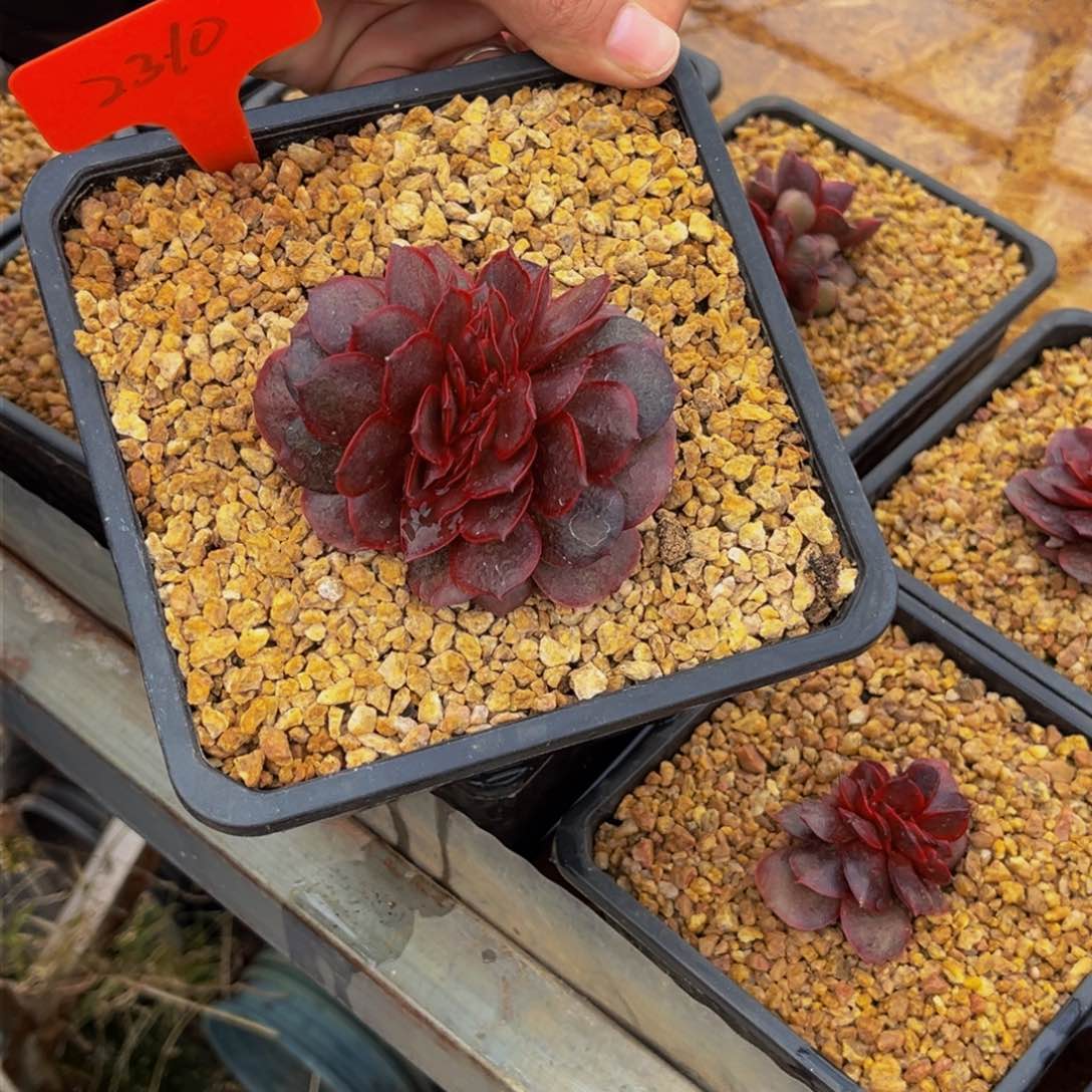 2310号上午多肉植物群生多肉植物群生