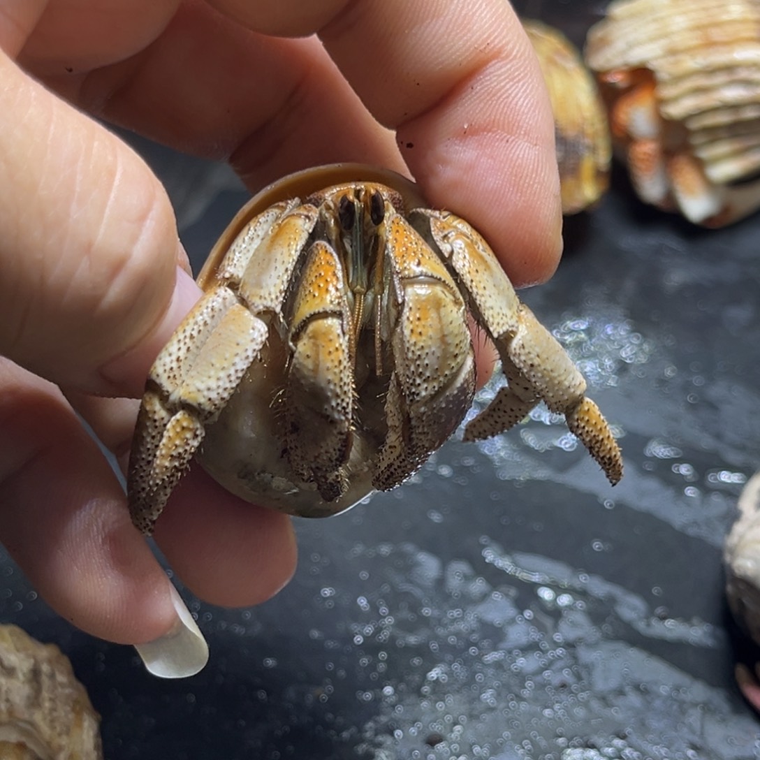 澳瓜2.8口径需要拍加热包