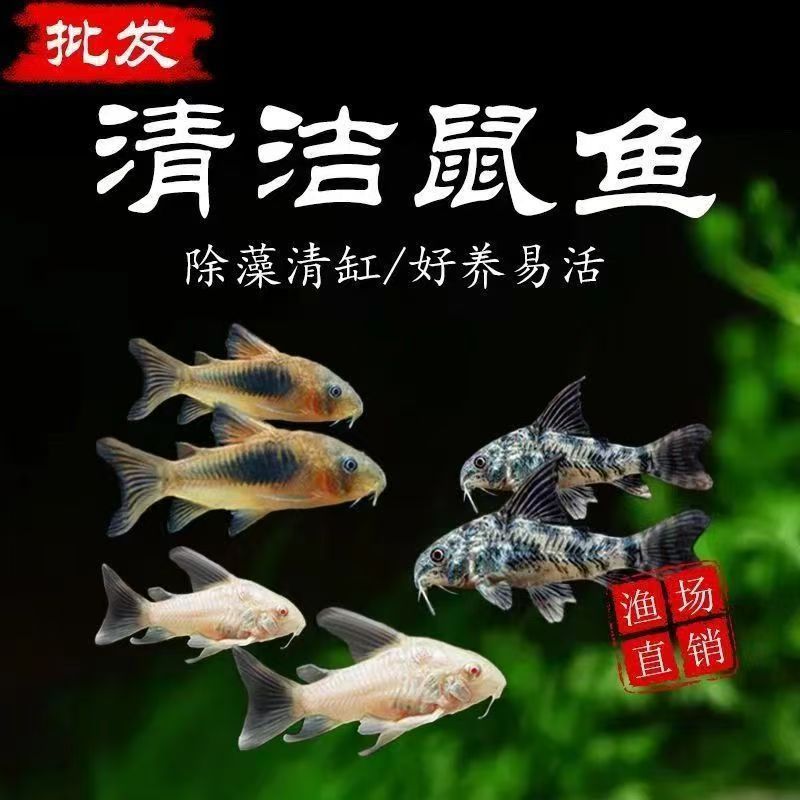 熊猫鼠咖啡鼠花椒鼠珍珠鼠等多种工具鱼热带观赏鱼