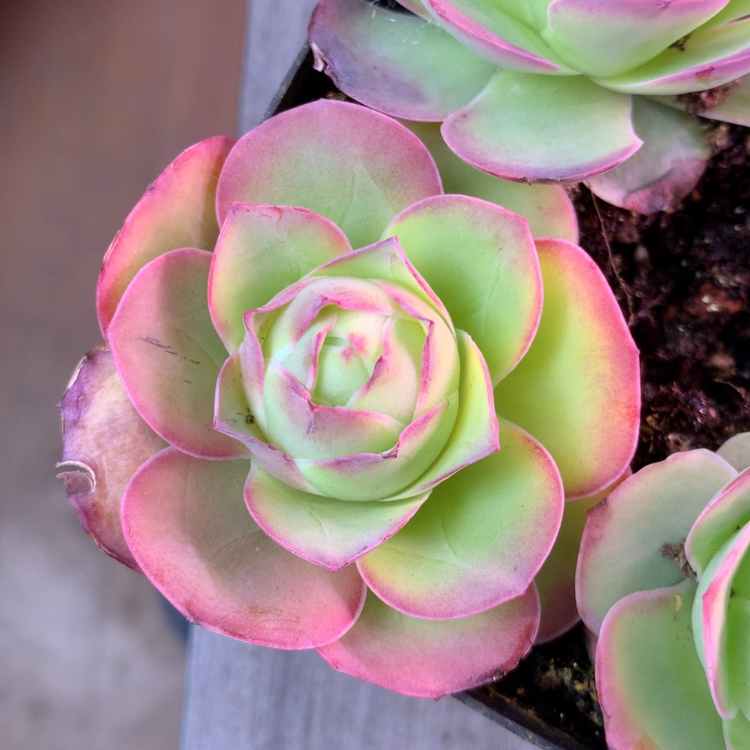 一物一拍红狐狸099