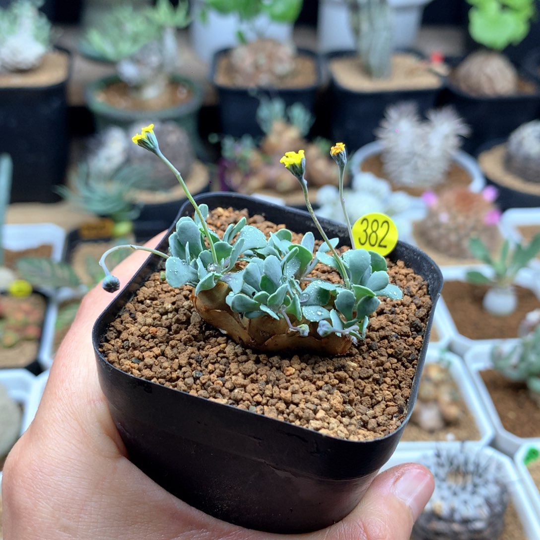 格加厚敦菊母本带盆382号