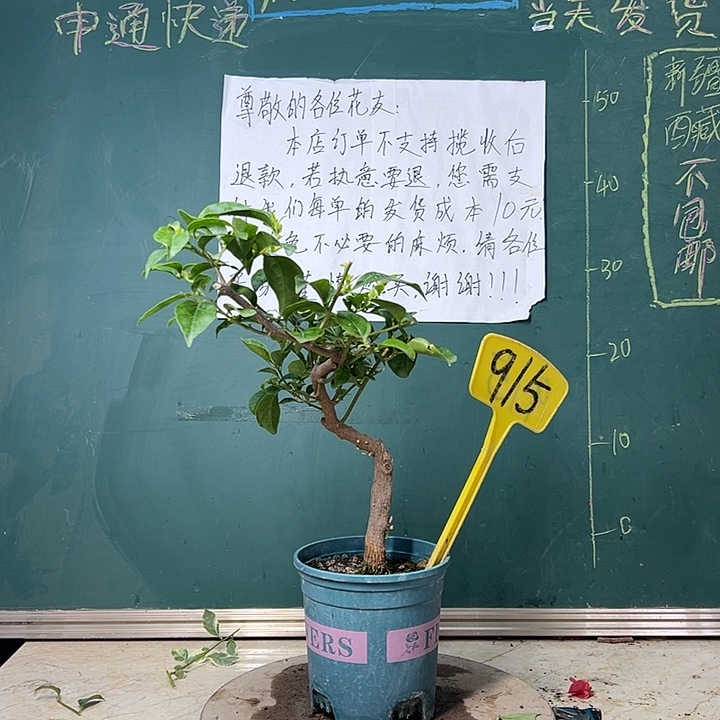 完全开放 伊娃系列 盲盒 原生小树头 915