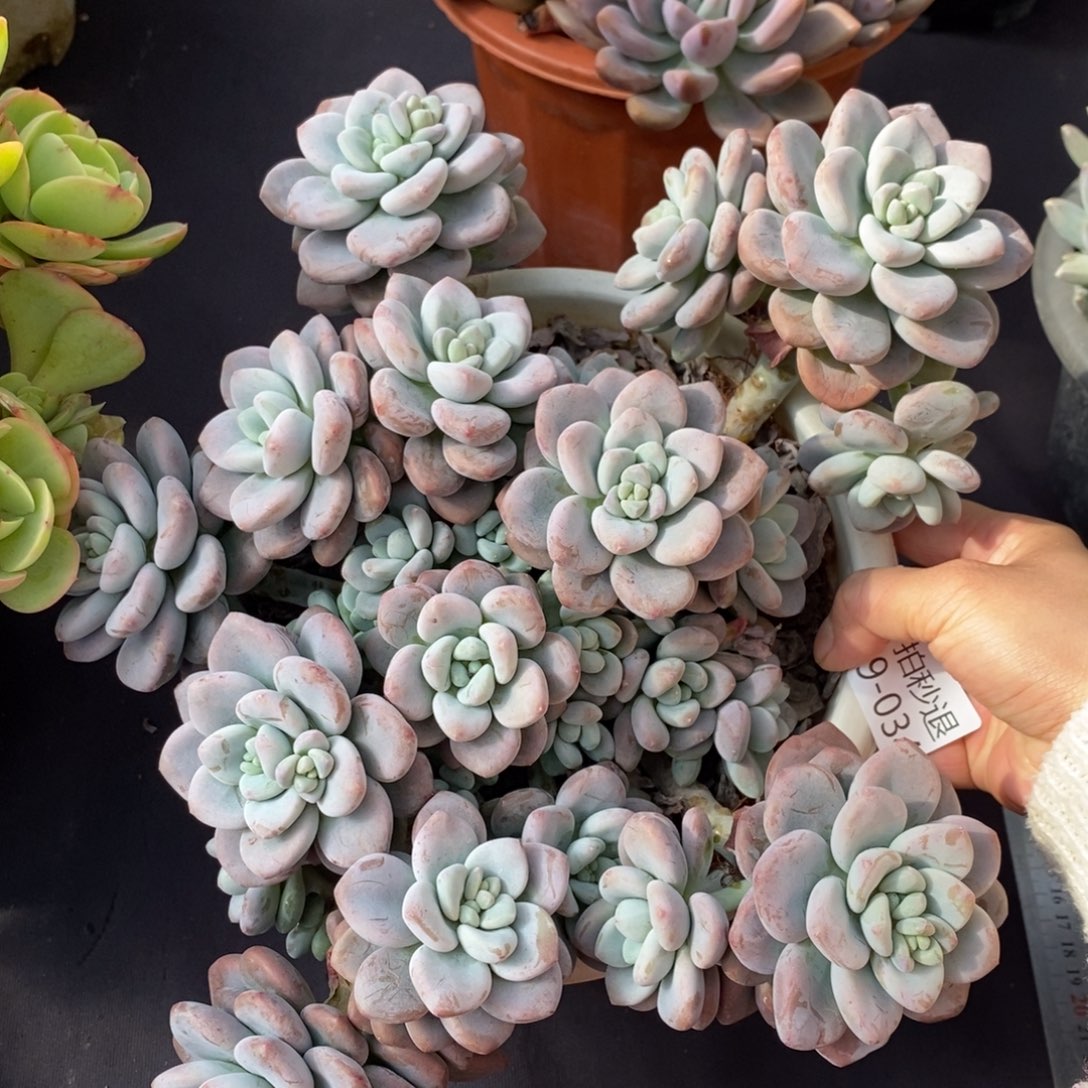 两单包邮1129-34洛神