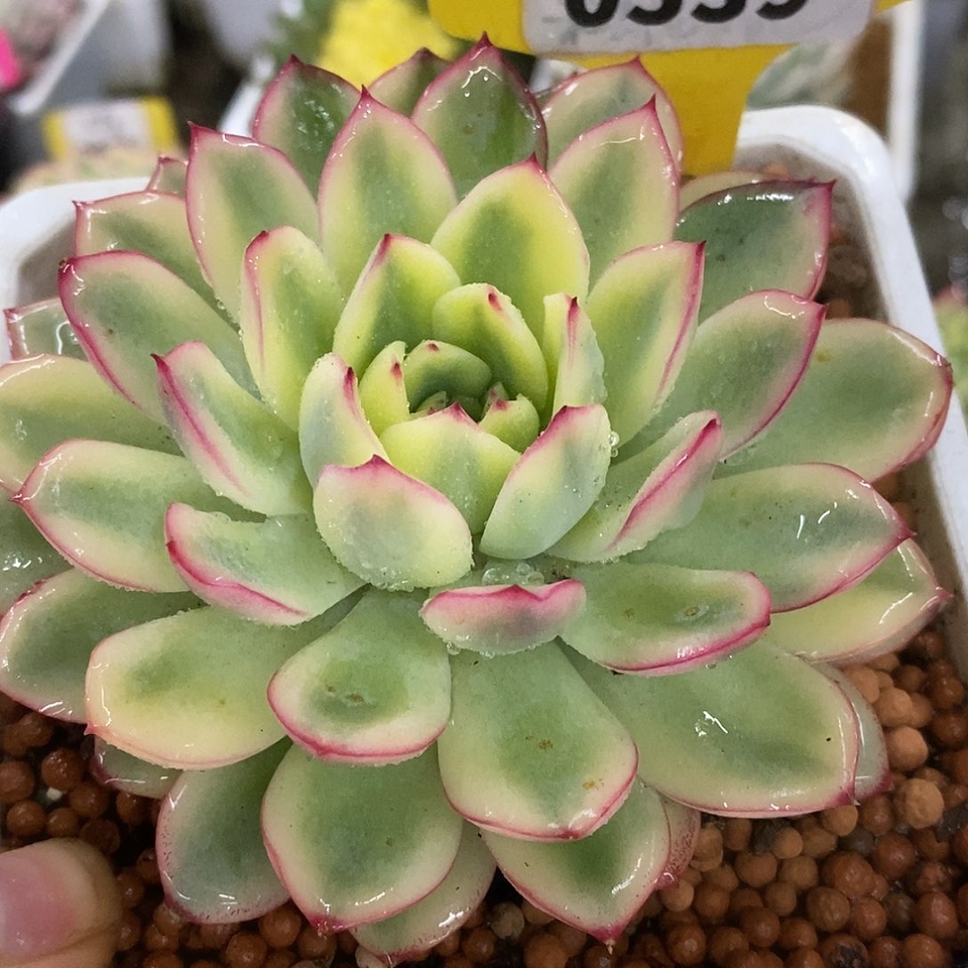 539雨燕座哈哈哈哈哈哈