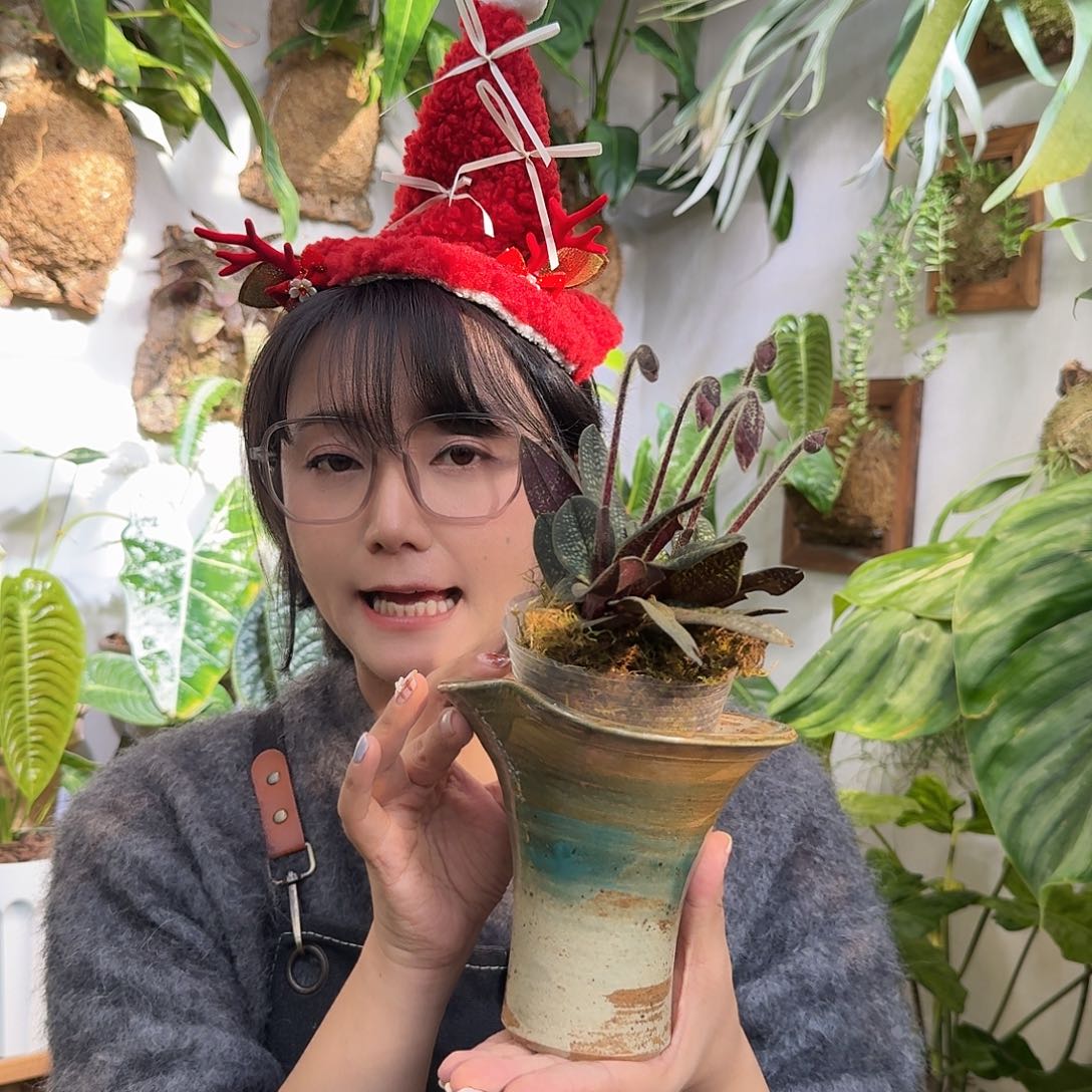 海***干全部花朵玉女兜兰花漾多带盆包邮
