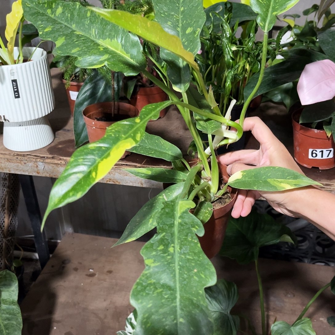 无花朵959 火之戒锦