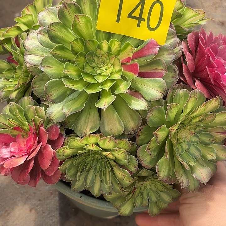 哈哈多肉葡萄福利140