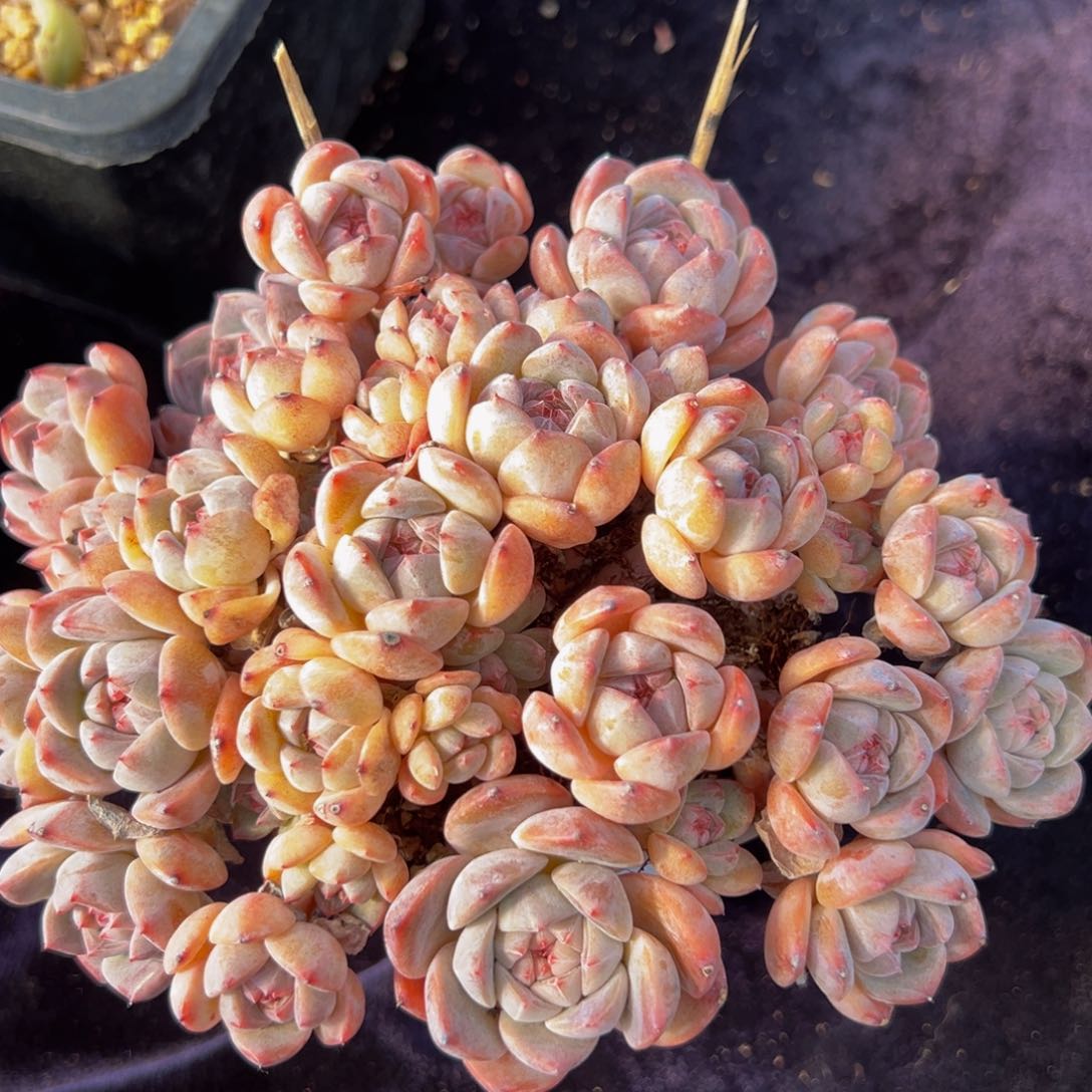 厚梦 新年快乐 新年快乐