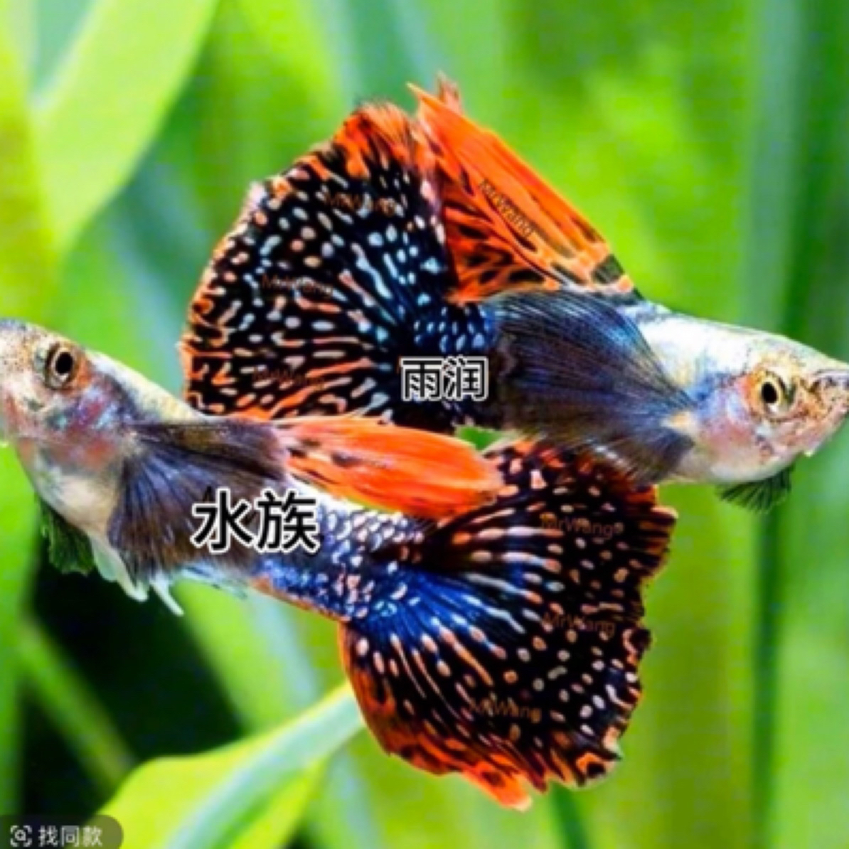精品观赏鱼盲盒一份