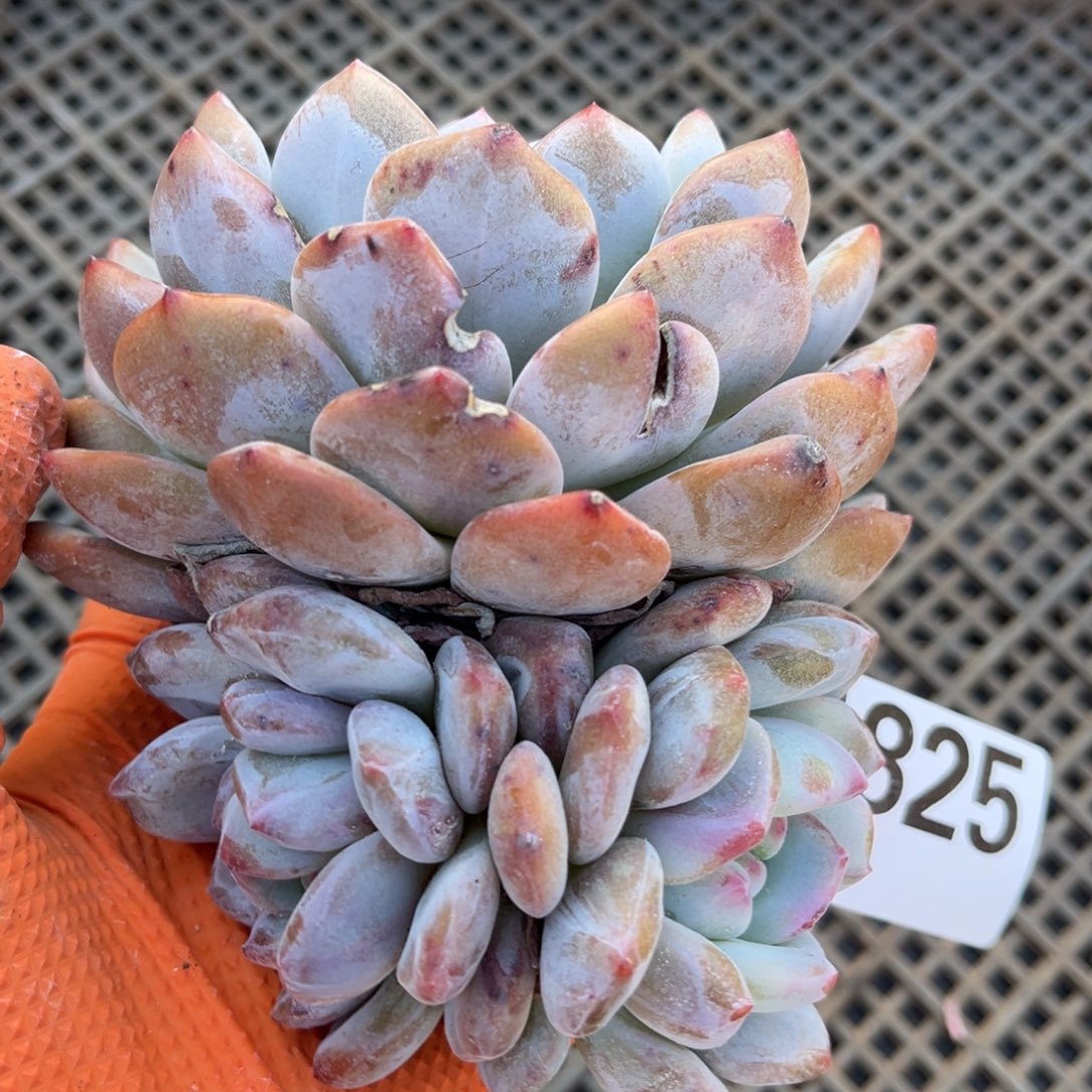 825号新疆西藏内蒙古不包邮的