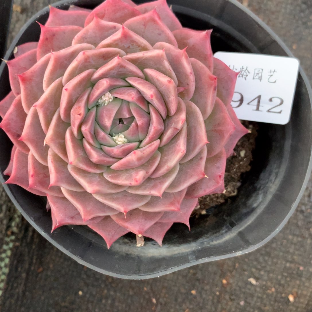 4942杂交精品基地8厘米