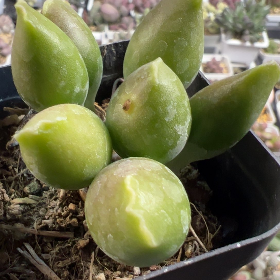 特价黄金海豹多头纯木质桩多肉植物