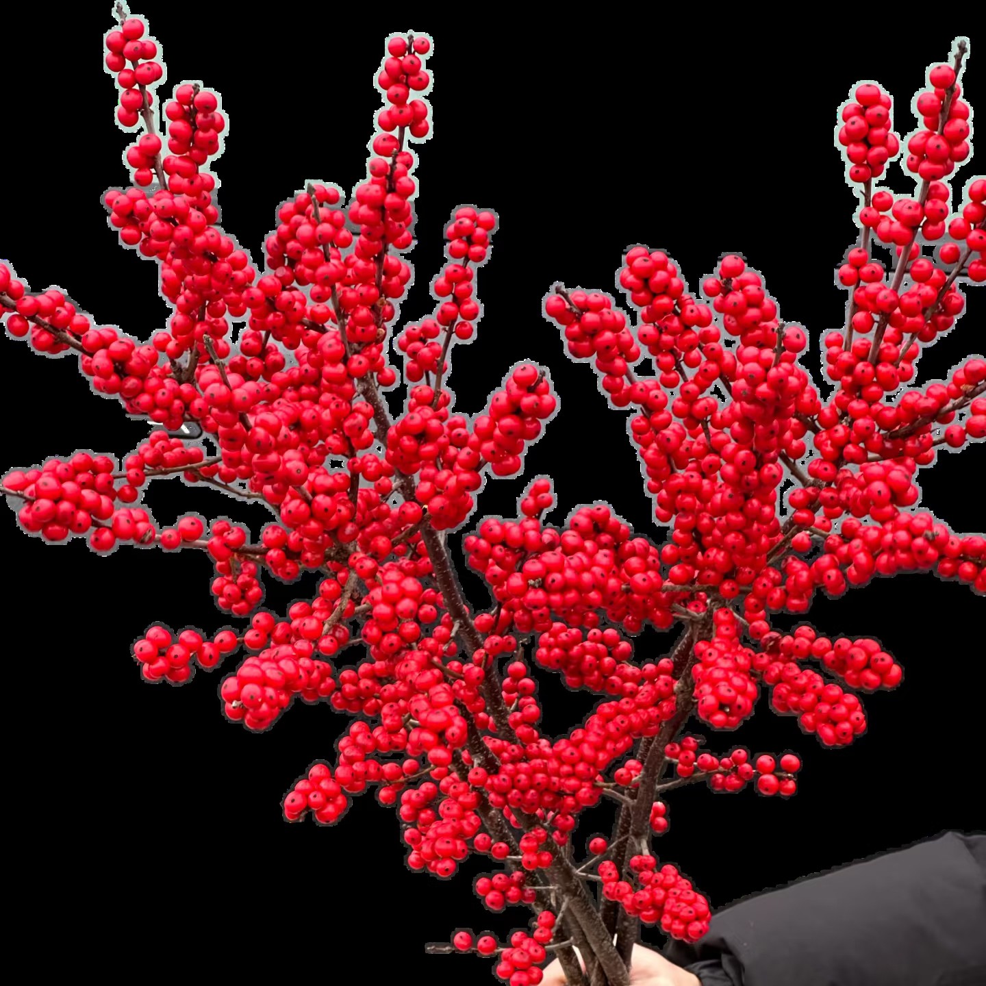 北美冬青真花红红火火